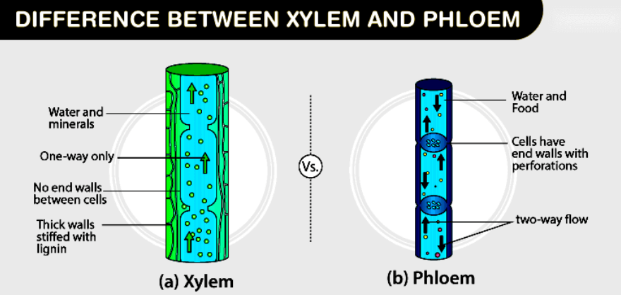 Difference Between Xylem and Phloem_50.1