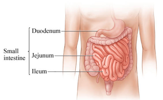 Human Digestive System and it's Functions_90.1