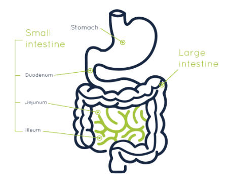Small Intestine: Parts, Functions, and Diagram_40.1