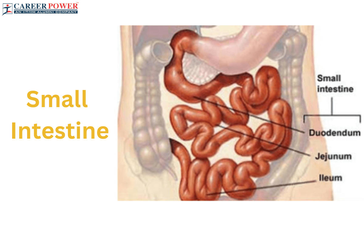 Small Intestine: Parts, Functions, and Diagram_20.1