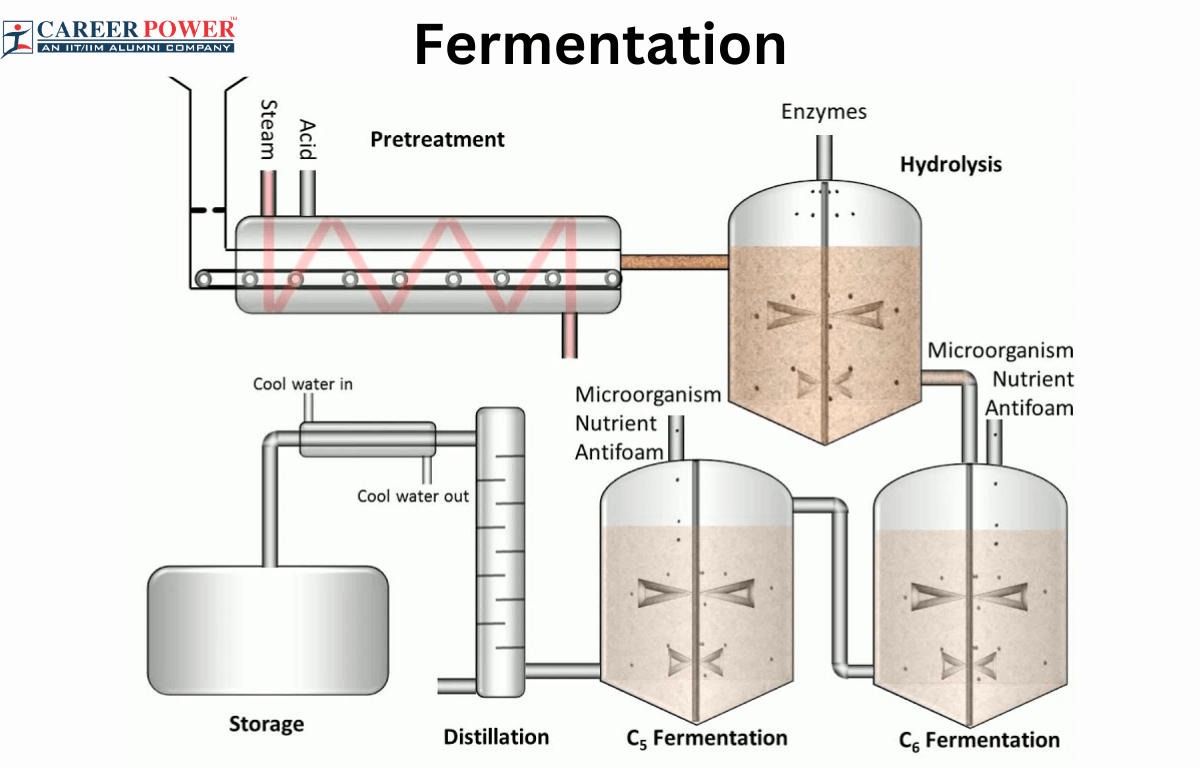 Fermentation - Definition and Examples - Biology Online Dictionary