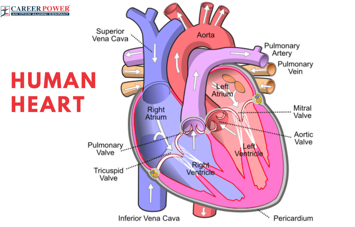 Human Heart Structure, Function, Diagram and Working_20.1