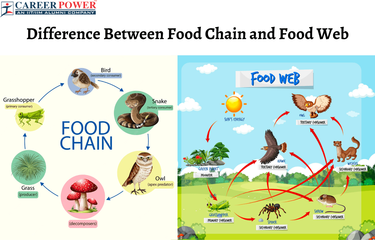 Difference Between Food Chain and Food Web_20.1