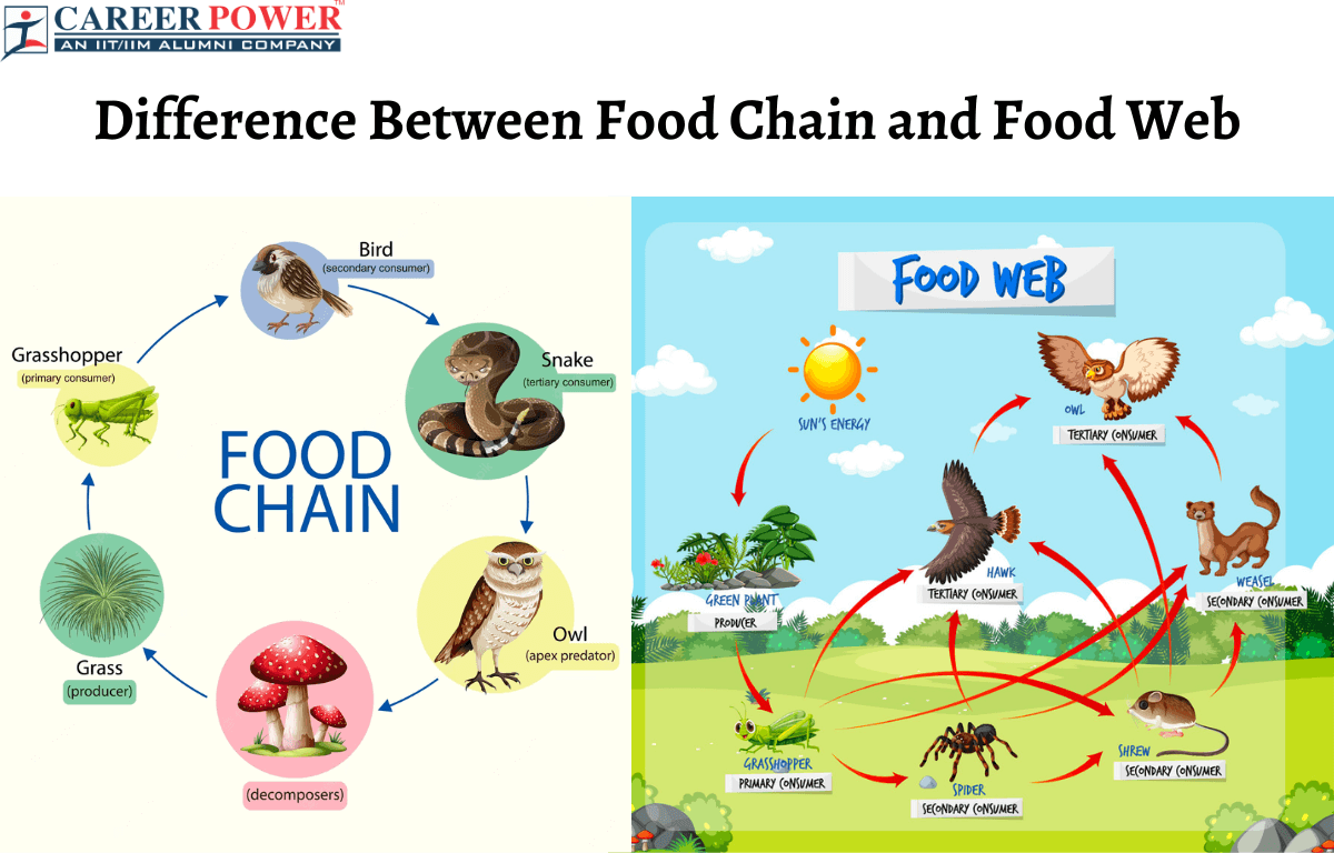 difference-between-food-chain-and-food-web