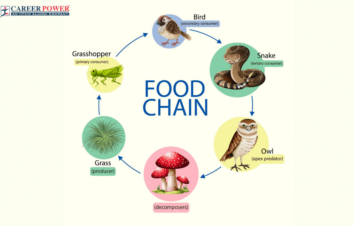 Food Chain: Definition, Types, Examples, and Diagram_20.1