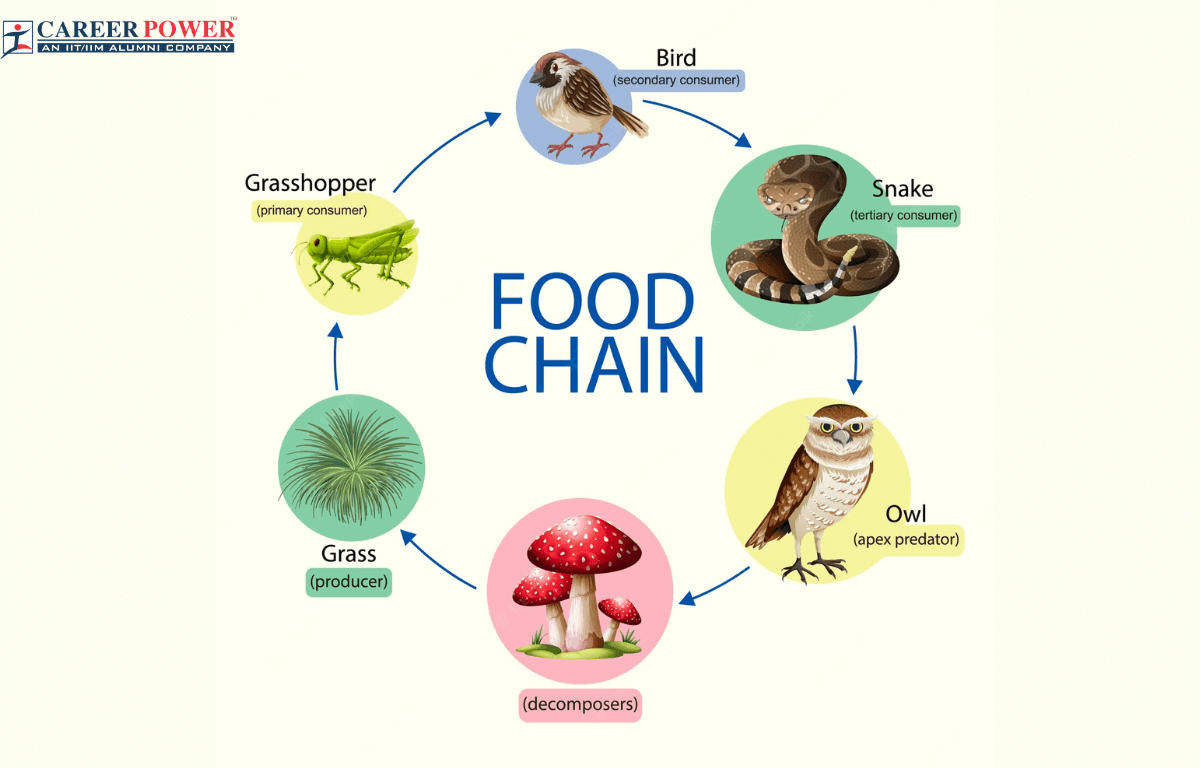 simple food web diagram