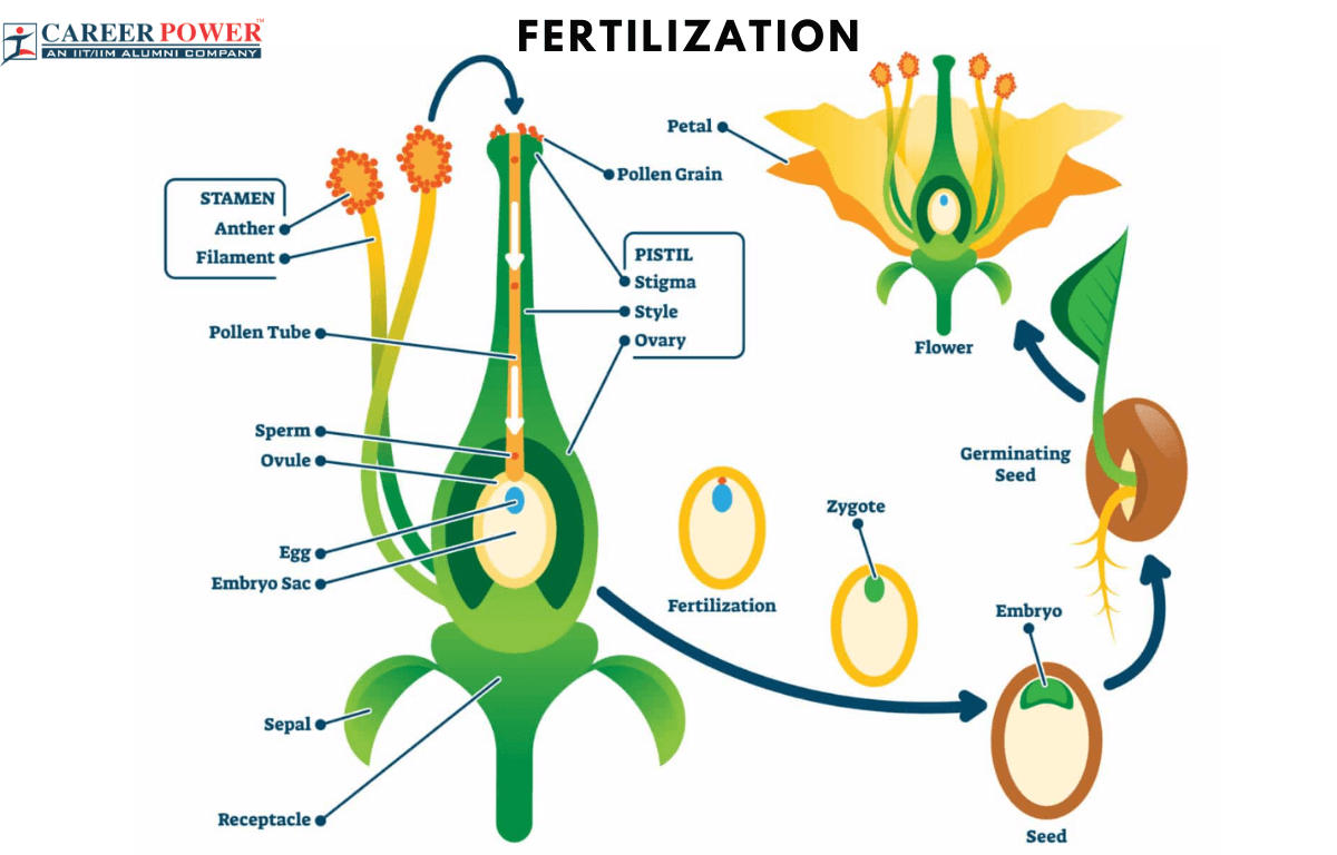 fertilization of egg cells by pollen from the same plant