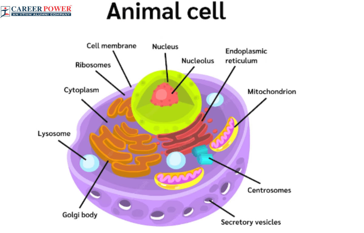 animal cell functions chart