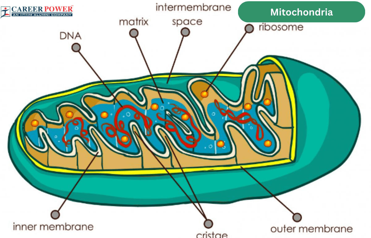 Mitochondria: Definition, Functions, Diagram, Structure and Parts_20.1