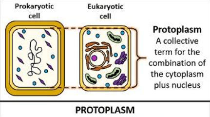 Difference Between Cytoplasm and Protoplasm_40.1