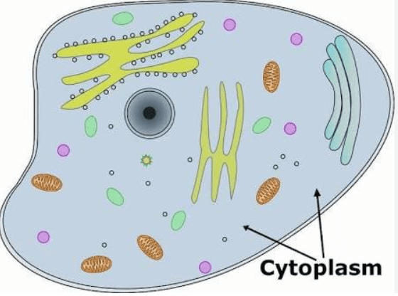 Difference Between Cytoplasm and Protoplasm_30.1