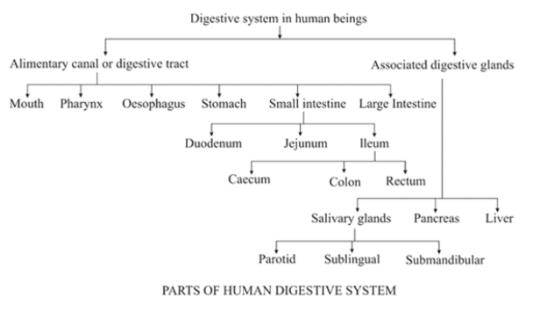 Human Digestive System and it's Functions_40.1