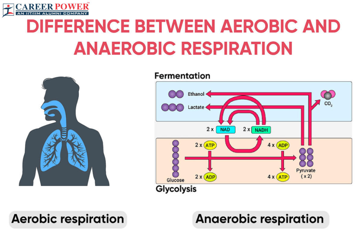 Difference between Aerobic and Anaerobic Respiration