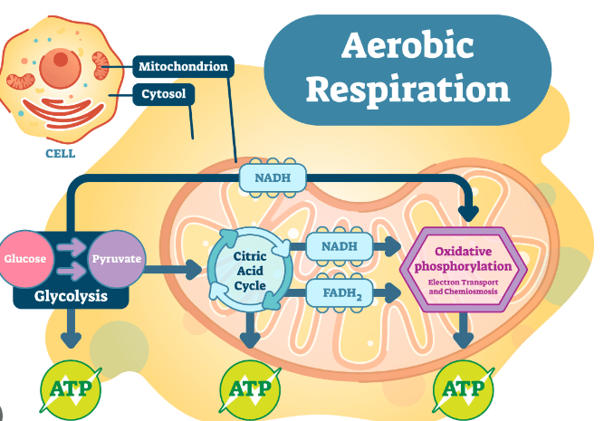 Aerobic Respiration: Definition, Equation and Examples_3.1