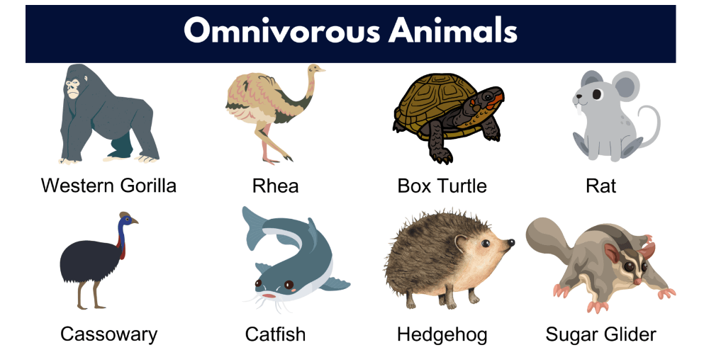 Omnivore Animals- Names, List and Examples_3.1
