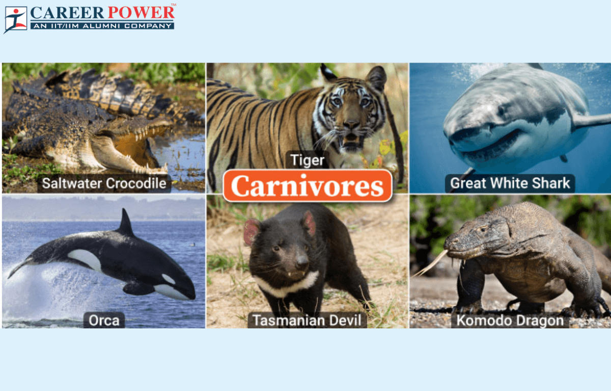 carnivorous animals