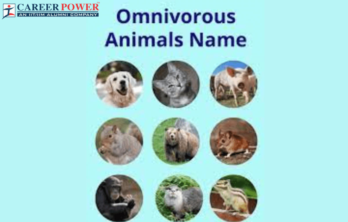 Omnivore Animals- Names, List and Examples