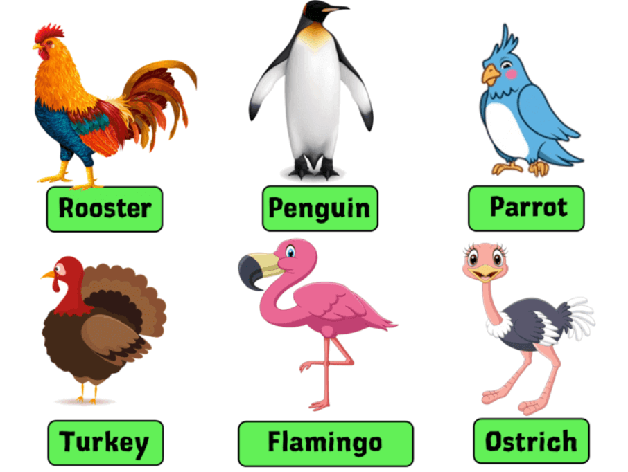 Birds Names in English, List of 50 Birds Name