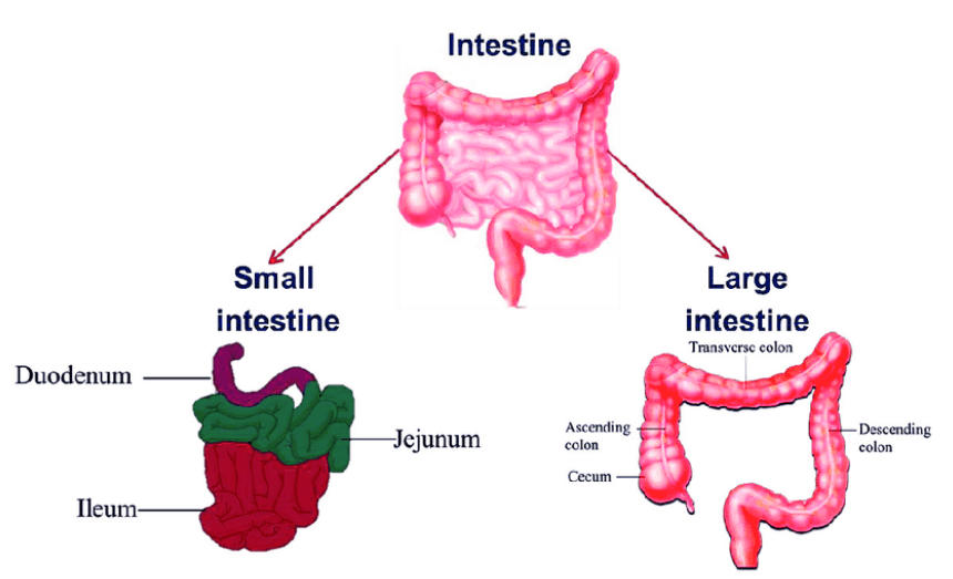 Difference Between Small Intestine and Large Intestine_30.1
