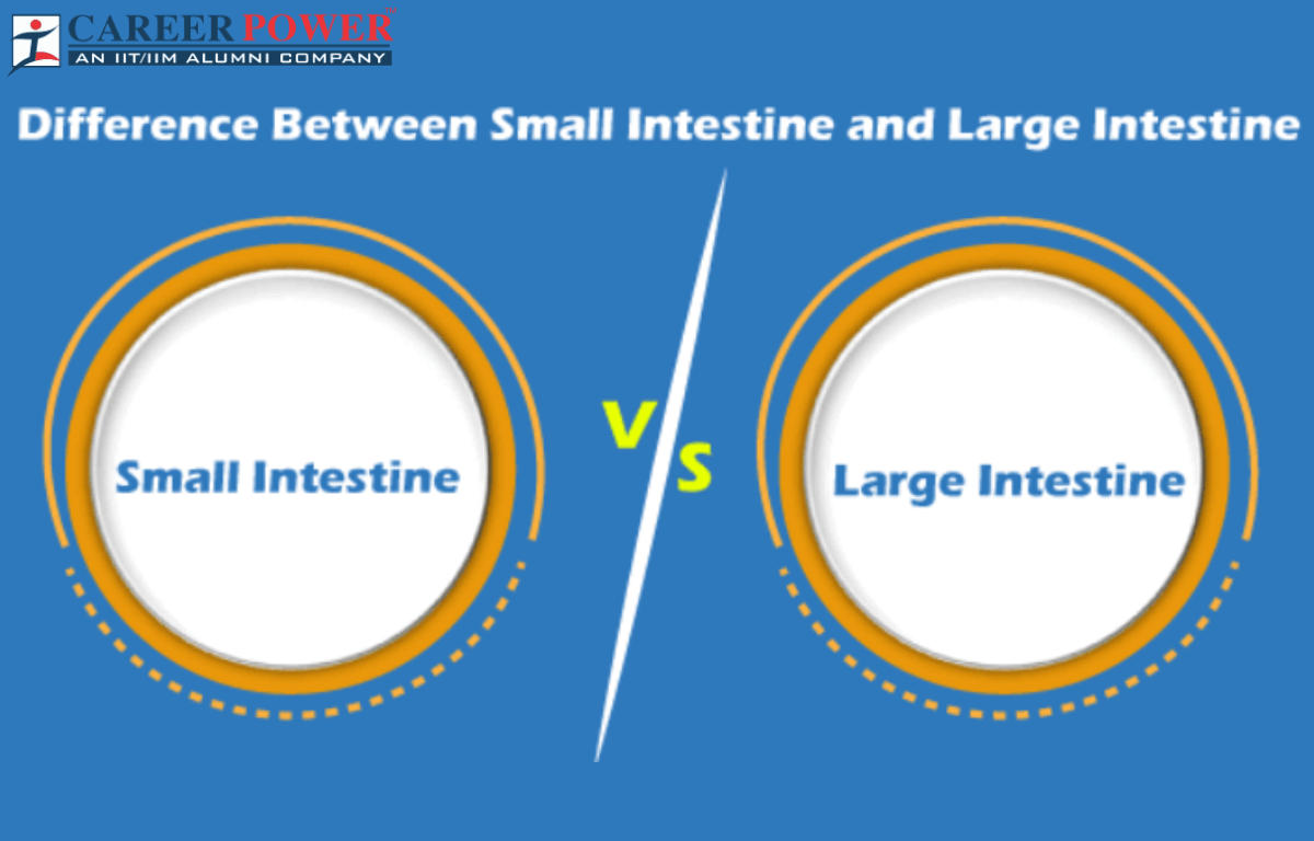 Difference between small intestine and large intestine