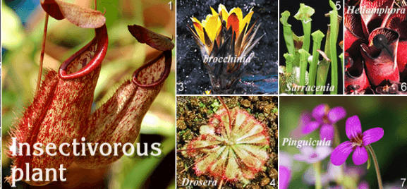 Insectivorous Plants- Name, Definition and Examples_4.1