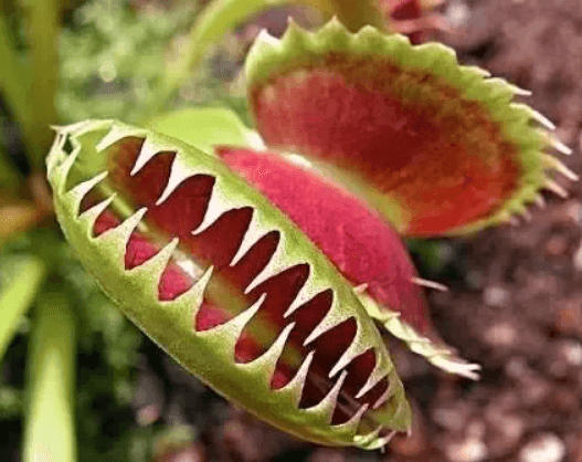 Insectivorous Plants- Name, Definition and Examples_3.1