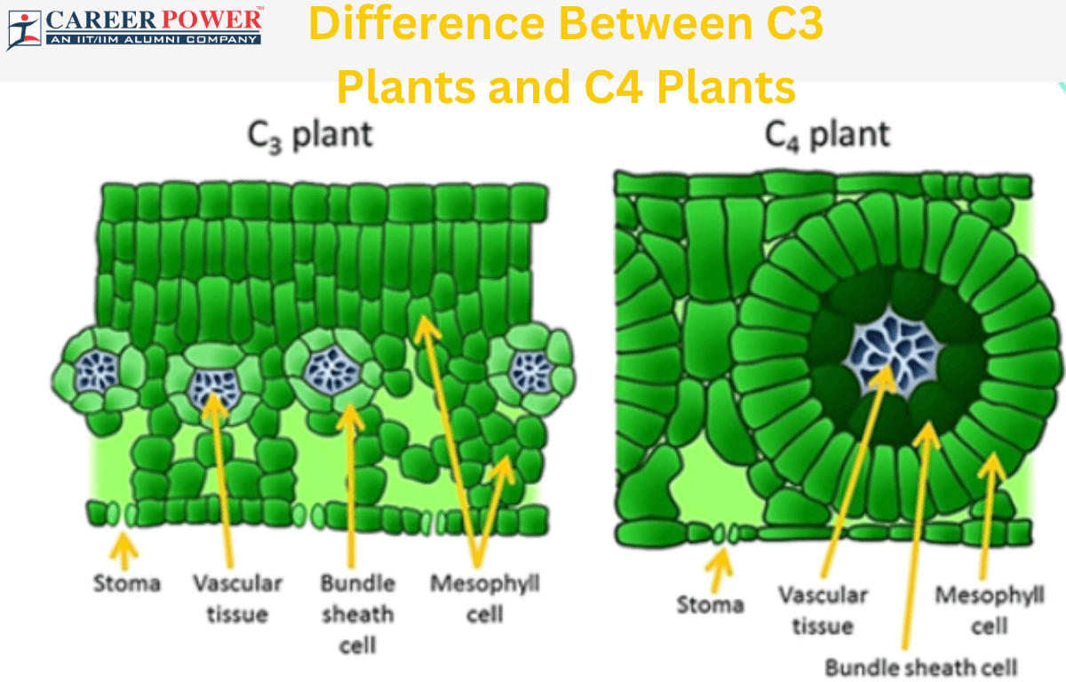 Difference between C3 plants and C4 plants