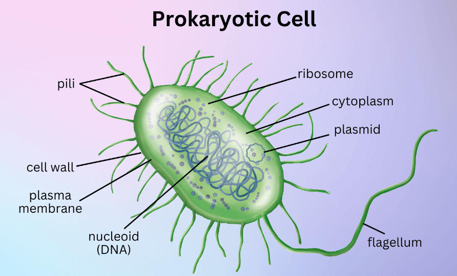 Cell: Definition, Diagram, Structure, Types, and Functions_8.1