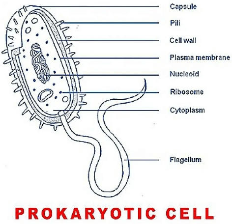 PPT - Prokaryotic cell PowerPoint Presentation, free download - ID:1442123
