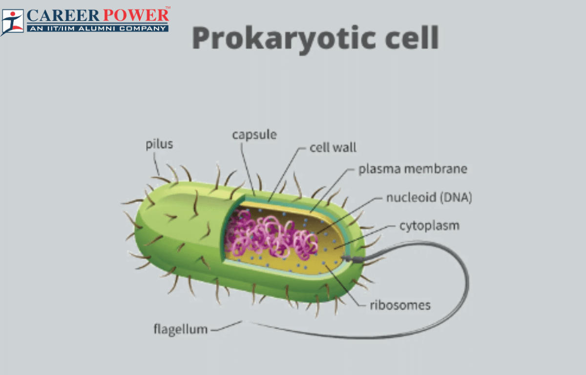 Prokaryotic Cell: Diagram, Definition and Examples_20.1