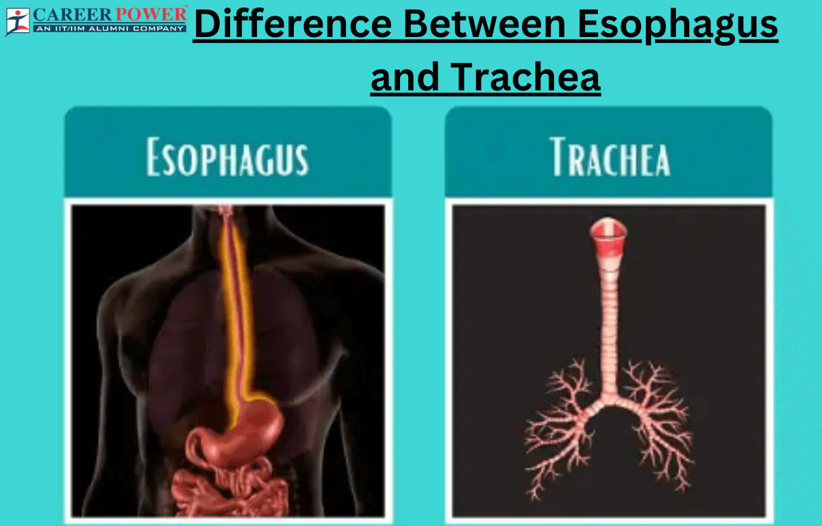 Difference between esophagus and trachea