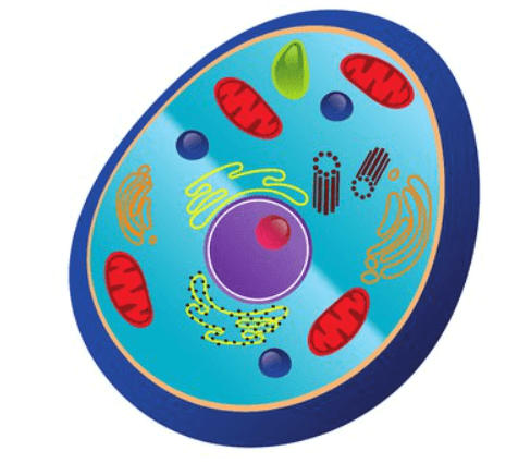 Protoplasm - Definition, Components and Functions_3.1