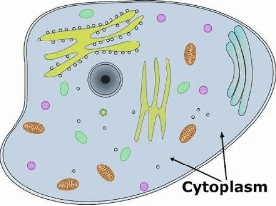 Cytoplasm - Definition, Diagram, Functions and Components_3.1