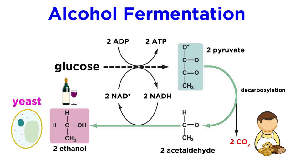 Anaerobic Respiration: Definition, Equation and Examples_40.1