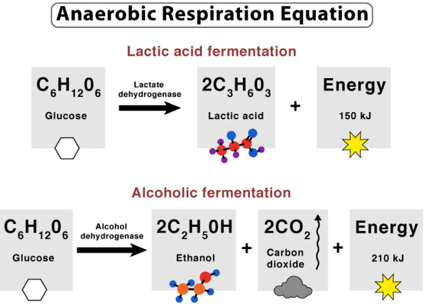 Anaerobic Respiration: Definition, Equation and Examples_50.1