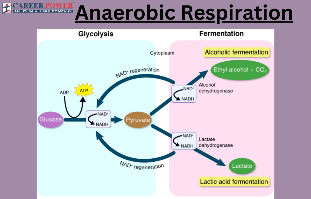Anaerobic Respiration: Definition, Equation and Examples_20.1