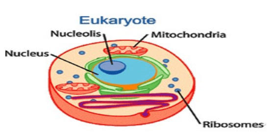 Eukaryote simple deals definition