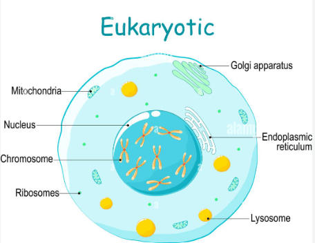 Cell: Definition, Diagram, Structure, Types, and Functions_9.1