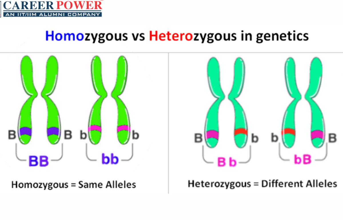 Difference between homozygous and heterozygous