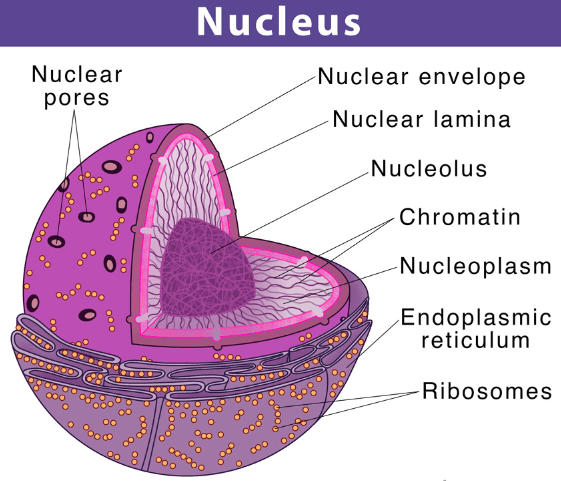 Nucleus - Definition, Diagram, Function and Structure_30.1
