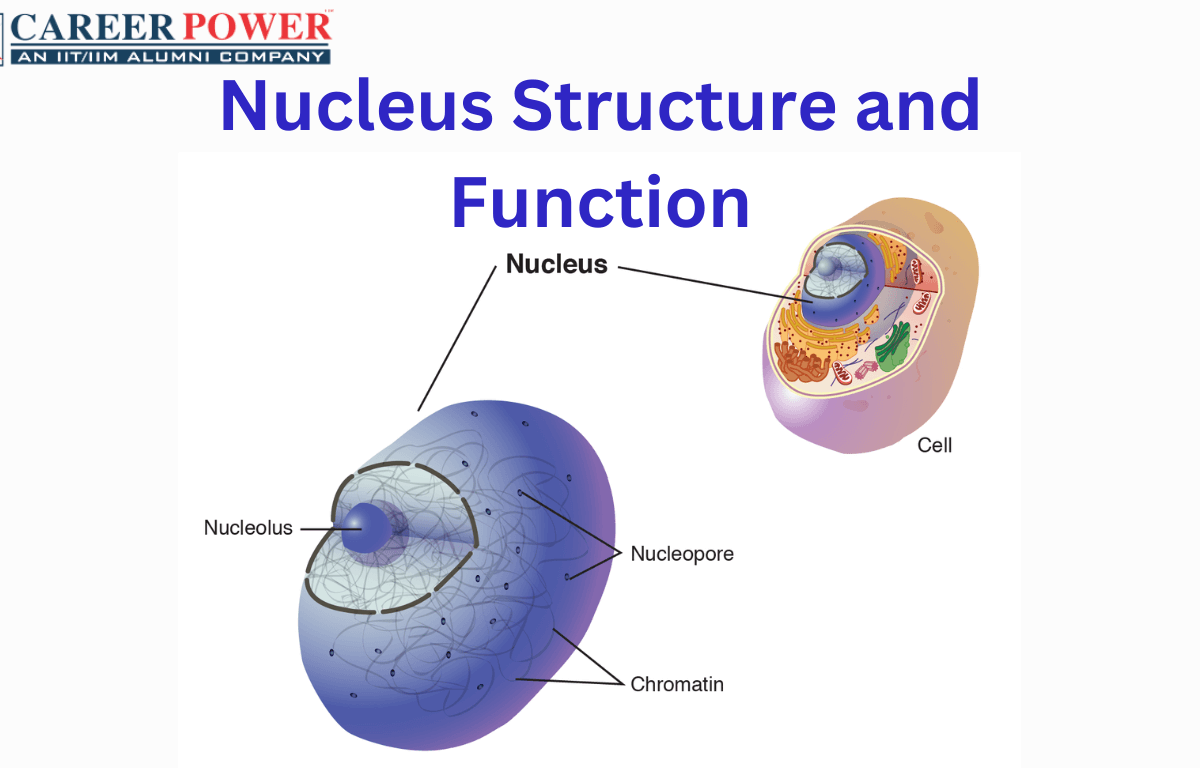 Nucleus - Definition, Diagram, Function and Structure_20.1
