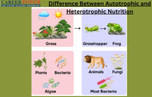 difference between autotrophic and heterotrophic nutrition