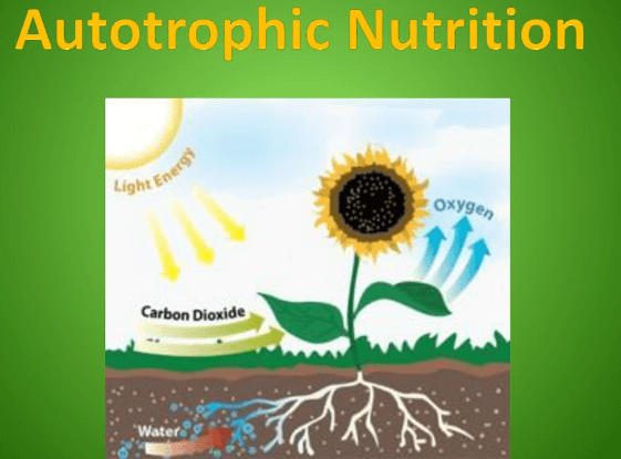 Difference Between Autotrophic and Heterotrophic Nutrition_30.1