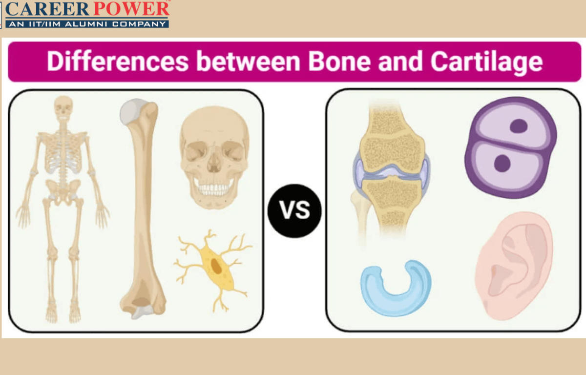 Difference Between Bone and Cartilage_20.1