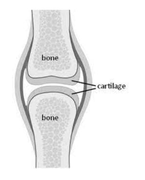 Difference Between Bone and Cartilage_30.1