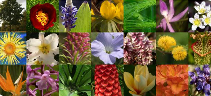 Flora And Fauna Meaning Difference And Importance