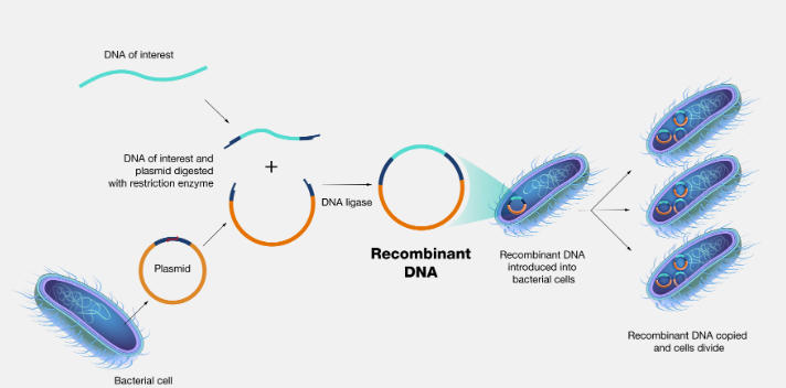 Recombinant DNA Technology - Steps, Application and Process_30.1