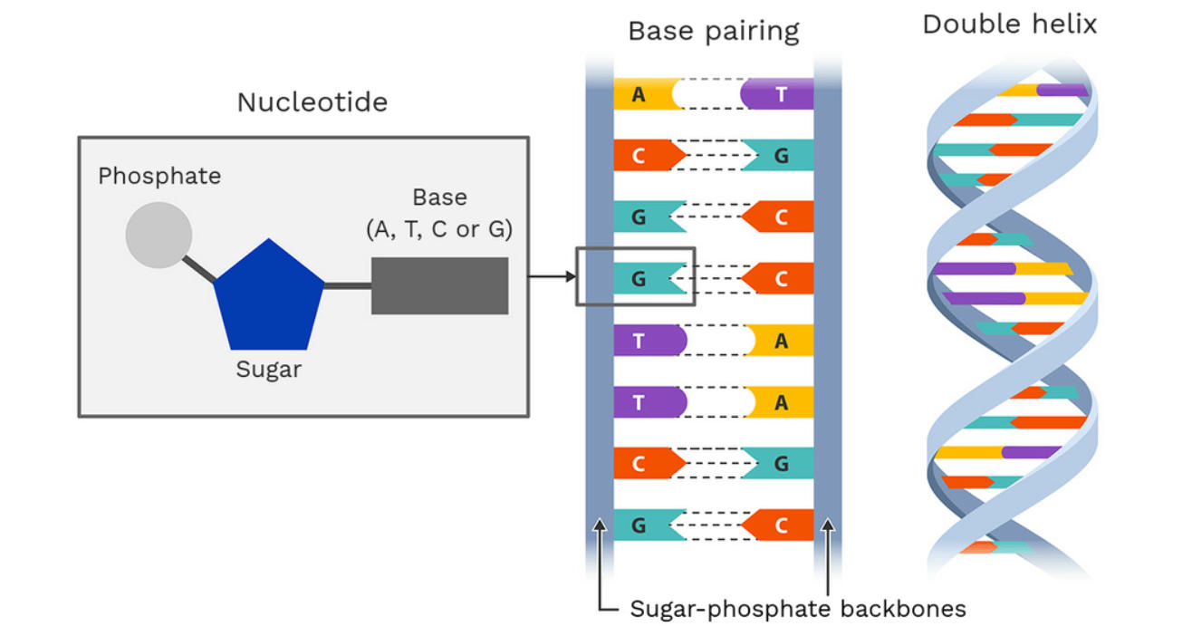 DNA Structure, Function, Types, and Its Discovery_4.1