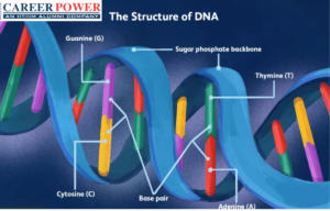 DNA structure
