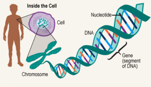 DNA Structure, Function, Types, and Its Discovery